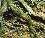 Gesellschaft f&uuml;r Gartenbau und Therapie - Kontakt