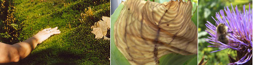 Gesellschaft f&uuml;r Gartenbau und Therapie - Was ist Gartentherapie?